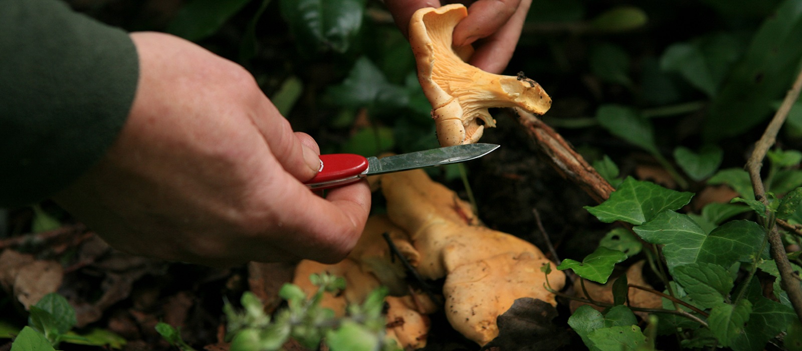 Longueville House Chanterelles